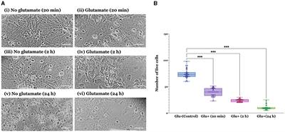 Neuroprotective effects of ellorarxine in neuronal models of degeneration